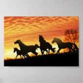 Wild Mustangs Poster (Voorkant)