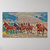 Wild Mustangs Poster (Voorkant)