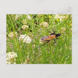 Wild New Mexico Wasp Briefkaart