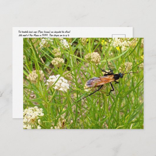 Wild New Mexico Wasp Briefkaart (Voorkant / Achterkant)