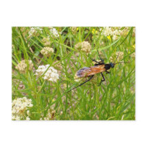 Wild New Mexico Wasp Briefkaart