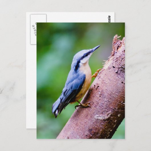 Wild Nuthatch in de Bossen - Postkaart (Voorkant / Achterkant)