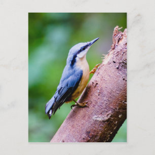Wild Nuthatch in de Bossen - Postkaart