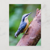 Wild Nuthatch in de Bossen - Postkaart (Voorkant)
