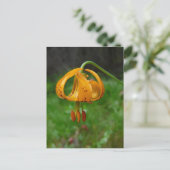 Wild Oranje Tiger Lily Flower Briefkaart (Staand voorkant)
