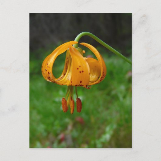 Wild Oranje Tiger Lily Flower Briefkaart (Voorkant)