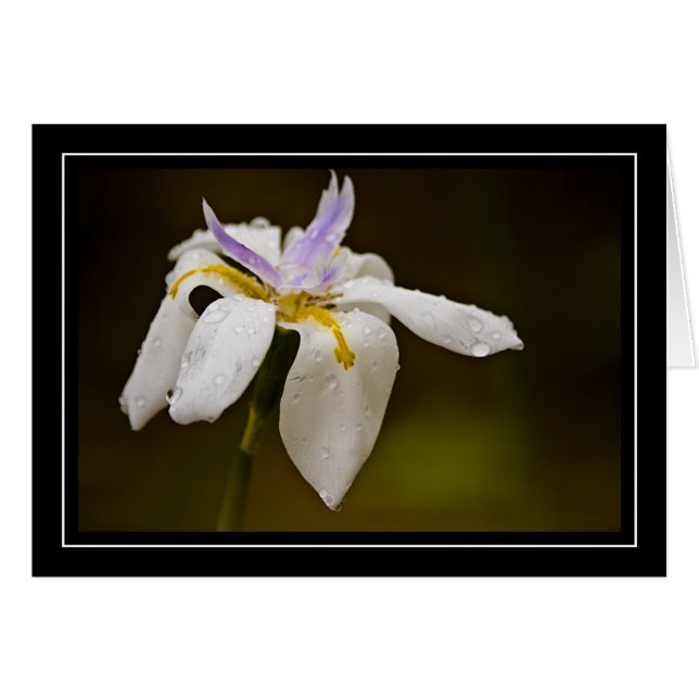 Wild Orchid Blank Card (Voorkant Horizontaal)