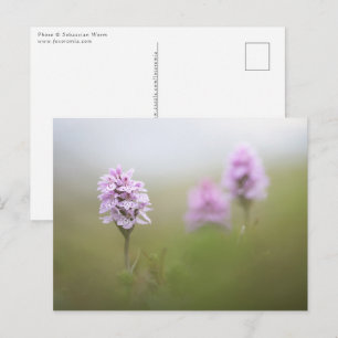 Wild Orchid Foto Briefkaart