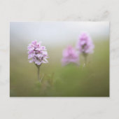 Wild Orchid Foto Briefkaart (Voorkant)