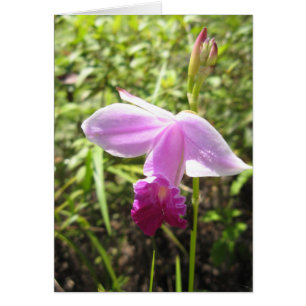 Wild Orchid - Gepersonaliseerd