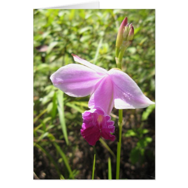 Wild Orchid - Gepersonaliseerd (Voorkant)