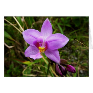 Wild Orchid Paarse Tropische Bloem