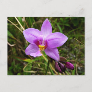 Wild Orchid Paarse Tropische Bloem Briefkaart