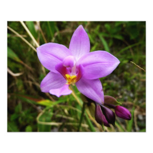 Wild Orchid Paarse Tropische Bloem Foto Afdruk