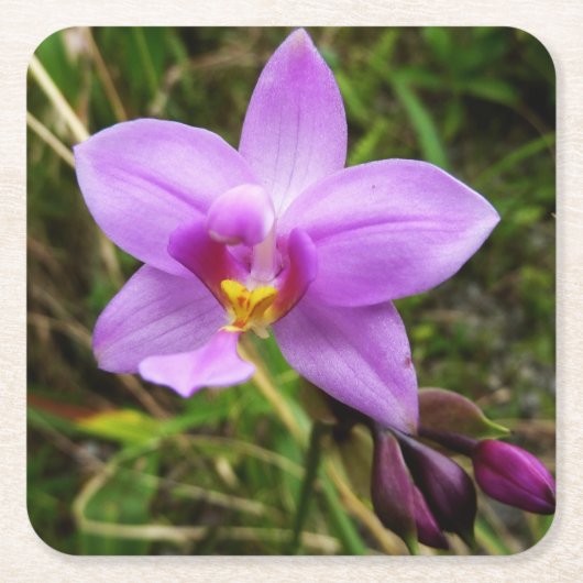 Wild Orchid Paarse Tropische Bloem Kartonnen Onderzetters (Voorkant)