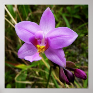 Wild Orchid Paarse Tropische Bloem Poster