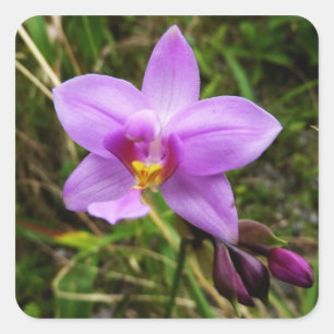 Wild Orchid Paarse Tropische Bloem Vierkante Sticker