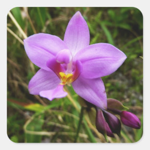Wild Orchid Paarse Tropische Bloem Vierkante Sticker