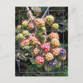 Wild Oregon Black Berry Foto Paarse Roze Groen Briefkaart