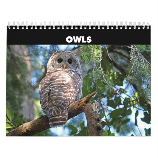 Wild Owls Calendar Kalender (Hoes)