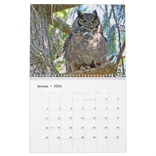 Wild Owls Calendar Kalender (Jan 2026)