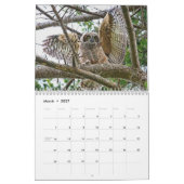 Wild Owls Calendar Kalender (Mar 2027)