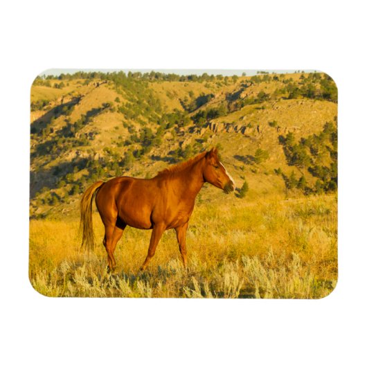 Wild paard asiel. magneet (Horizontaal)