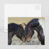 Wild paard briefkaart (Voorkant / Achterkant)