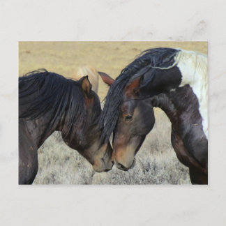 Wild paard briefkaart