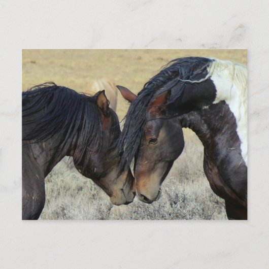 Wild paard briefkaart (Voorkant)
