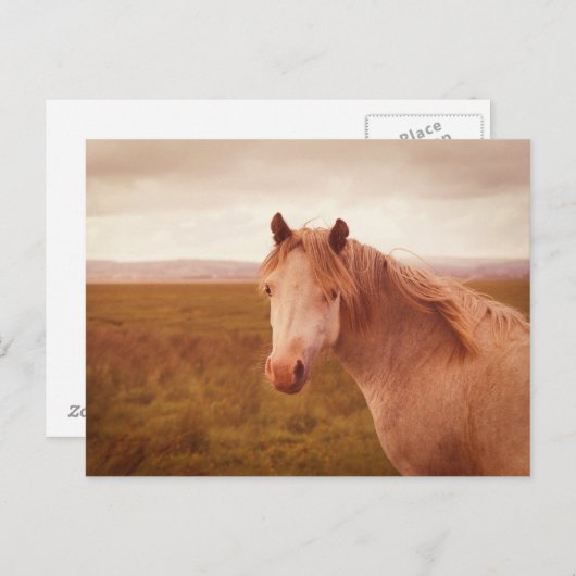 wild paard briefkaart (Voorkant / Achterkant)