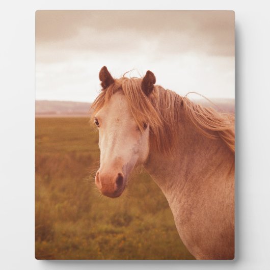 wild paard fotoplaat (Voorkant)