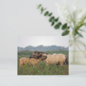 wild paard met briefkaart (Staand voorkant)