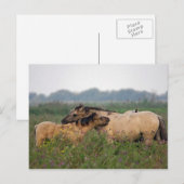 wild paard met briefkaart (Voorkant / Achterkant)