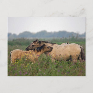 wild paard met briefkaart