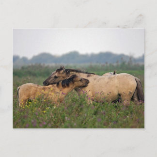 wild paard met briefkaart