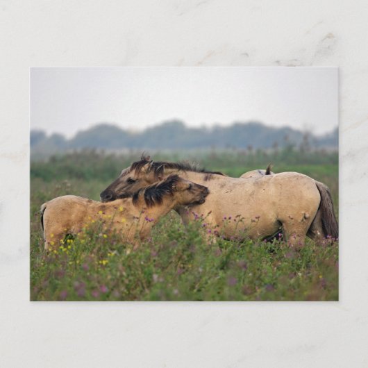 wild paard met briefkaart (Voorkant)
