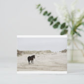 wild paard op Corolla Beach Briefkaart (Staand voorkant)