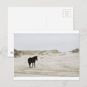 wild paard op Corolla Beach Briefkaart (Voorkant / Achterkant)