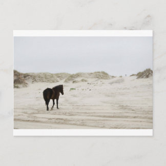 wild paard op Corolla Beach Briefkaart