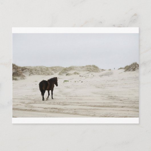 wild paard op Corolla Beach Briefkaart (Voorkant)
