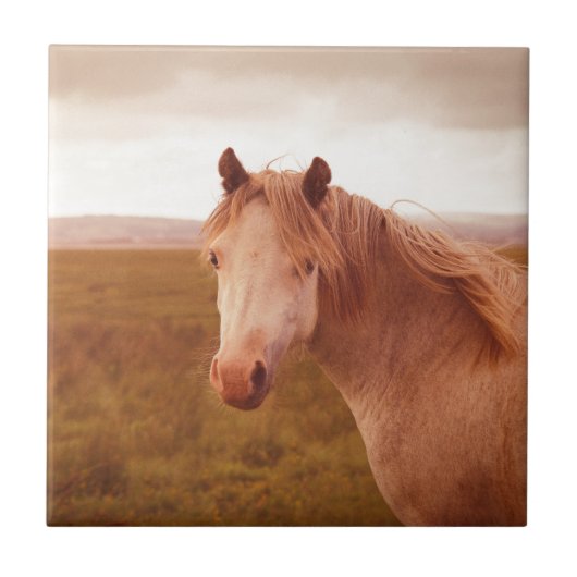  wild paard tegeltje (Voorkant)