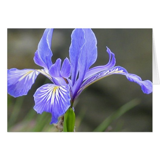Wild Paars Iris (Voorkant Horizontaal)