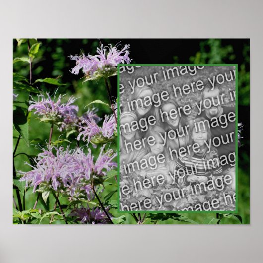 Wild Paarse Bee Balm Lijst Uw foto toevoegen Poster (Voorkant)