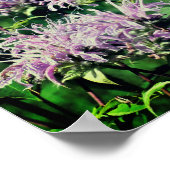 Wild Paarse Bee Balm Poster (Hoek)