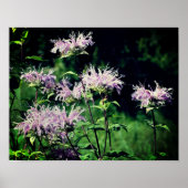 Wild Paarse Bee Balm Poster (Voorkant)