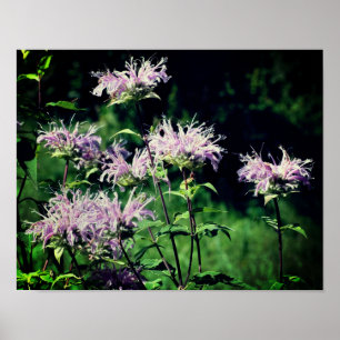 Wild Paarse Bee Balm Poster