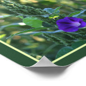 Wild Paarse Morning Glory Flowers Abstract Poster (Hoek)