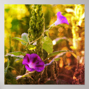 Wild Paarse Morning Glory Flowers Abstract Poster