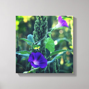 Wild Paarse Morning Glory Flowers Canvas Afdruk